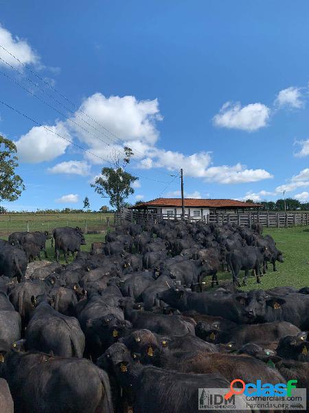 Fazenda Pecuária de Búfala de Campina 298 ha em Santana do