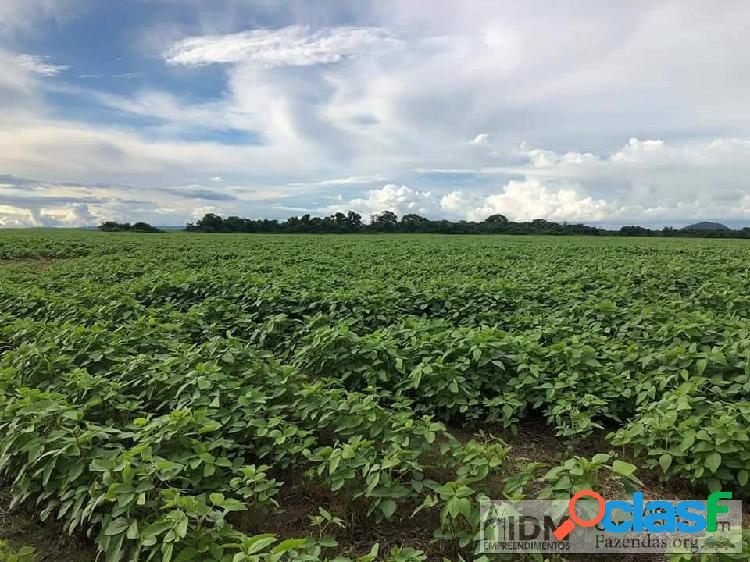 Fazenda agropecuária de 39.000 ha em Santa Terezinha - MT