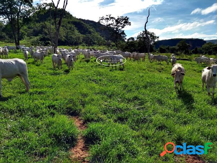 Fazenda na região de Rondonópolis-MT ! 2.508 hectares !
