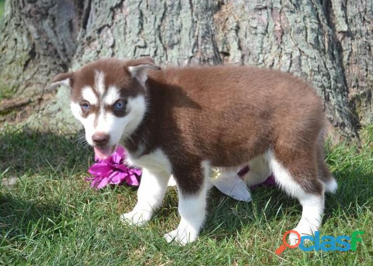 Husky Siberiano Femeas E Machos De Cores Variada Olhos Azul