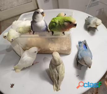 Disponibles en el sitio hermosos loros inseparables