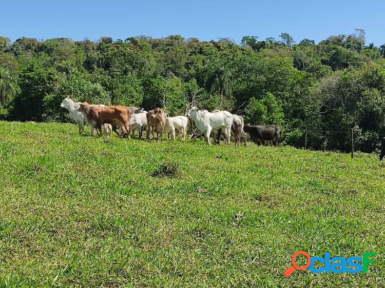 Chácara em Alambari, SP 7 alqueires