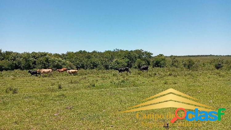 FAZENDA SANT'ANNA DO LIVRAMENTO 217 HECTARES