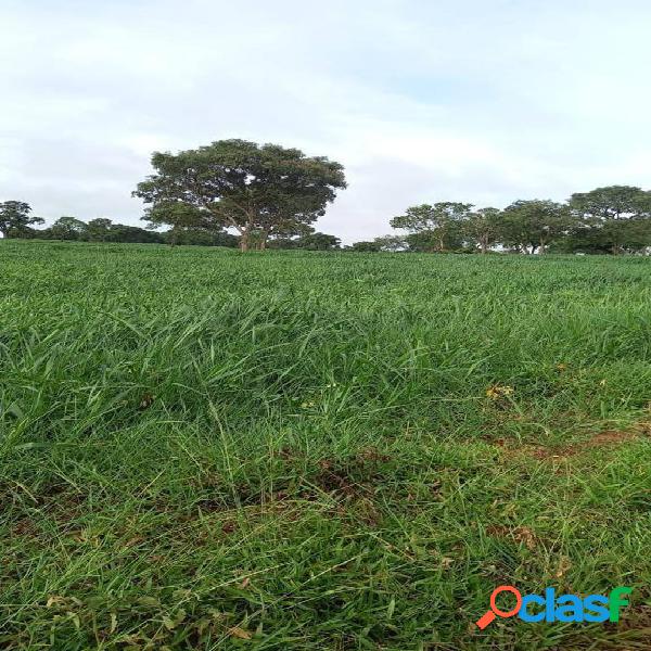 Fazenda a Venda Aparecida do Taboado MS