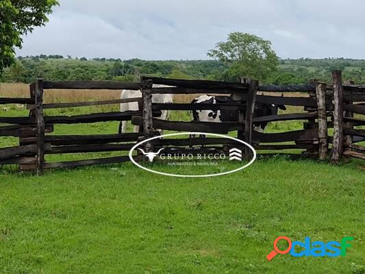 Fazenda Paraíso em Novo São Joaquim - MT! 350 Hectares!