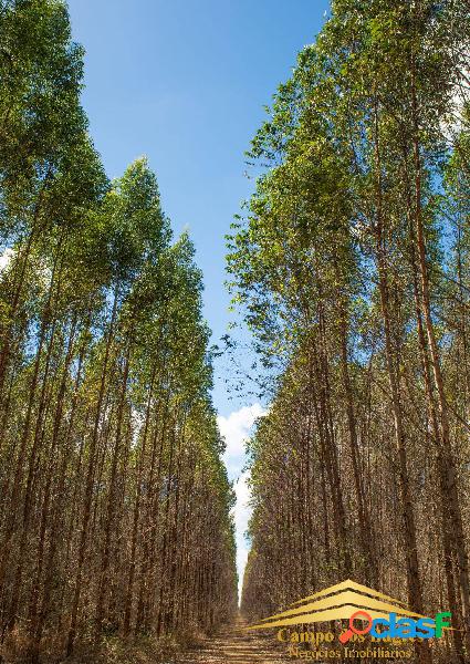 ÁREA DE REFLORESTAMENTO E OU LAVOURA VARZEA DO CEDRO SÃO