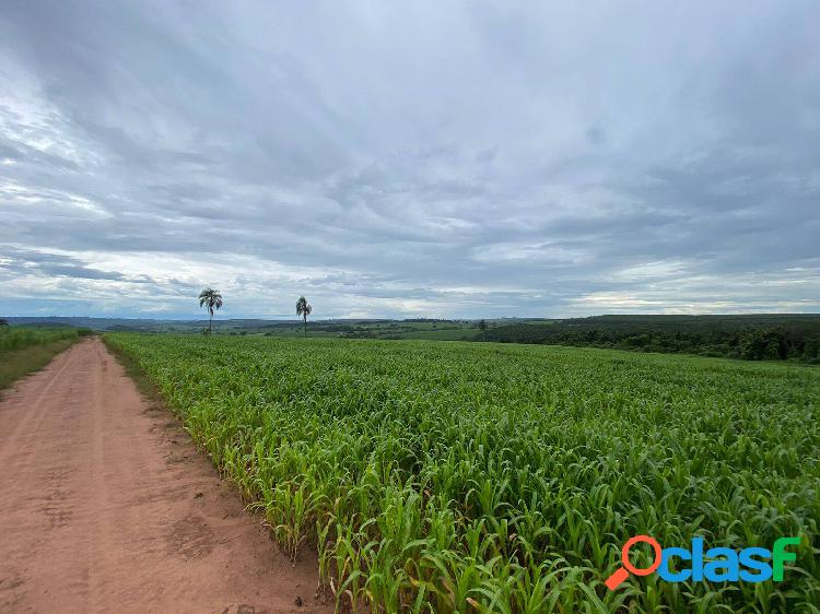 Linda Fazenda em Tambaú SP 120,5 alqueires!!!