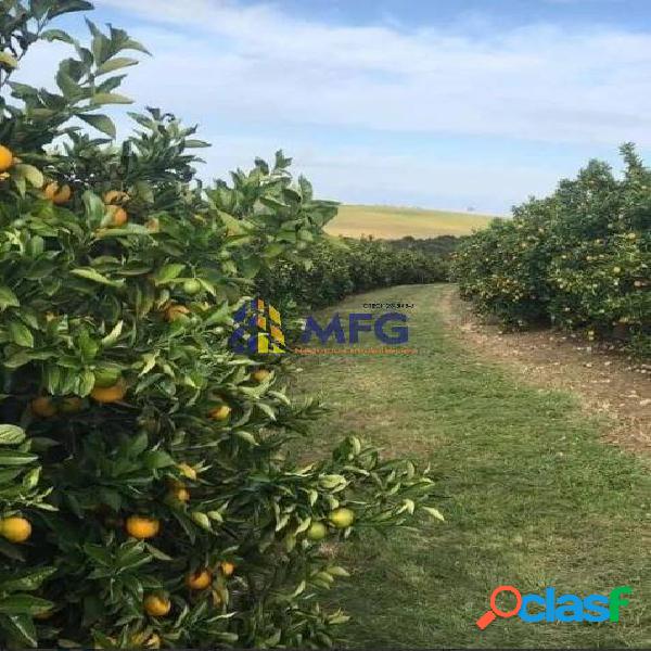 Fazenda de laranja na região de Ribeirão Bonito SP