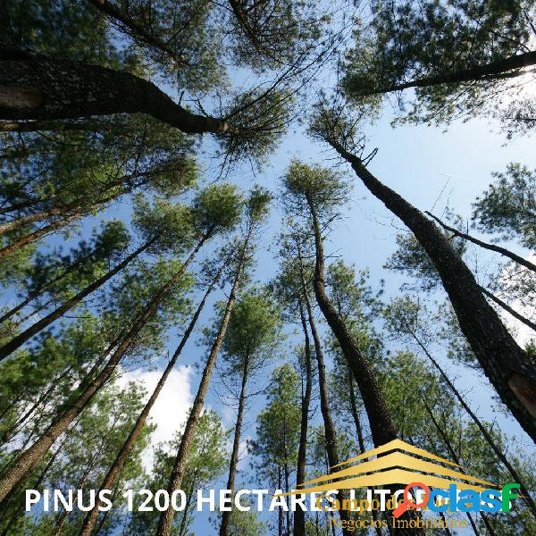 PINUS LITORAL 1.200 HECTARES RS