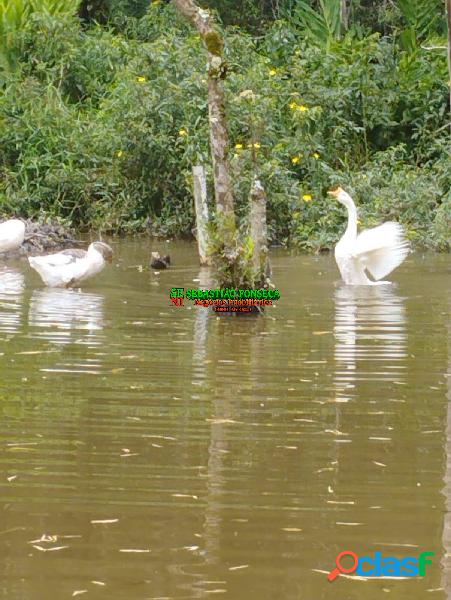 Chácara com lago no Residencial Samambaia em Suzano