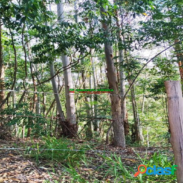 Fazenda 26 Alqueires com pés de eucalipto em Natividade da