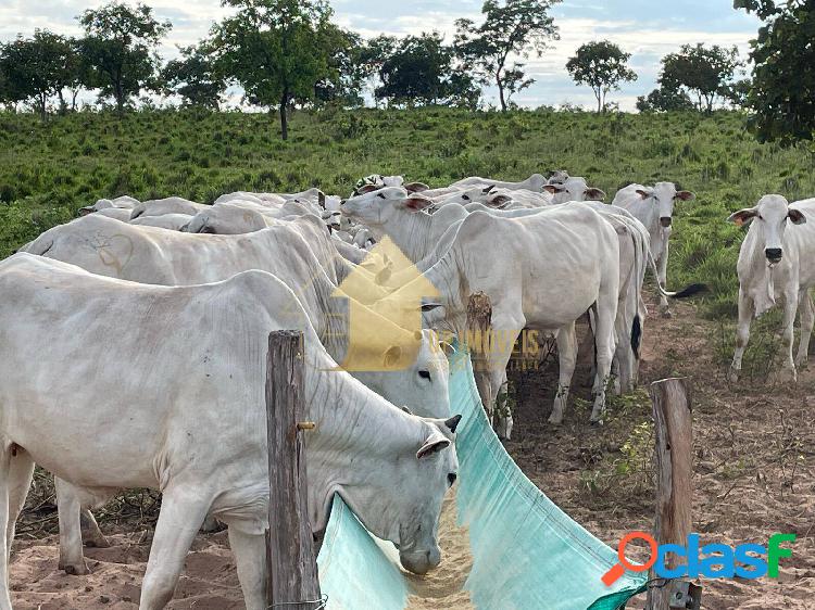 Fazenda de 150 hectares na beira do lago do manso