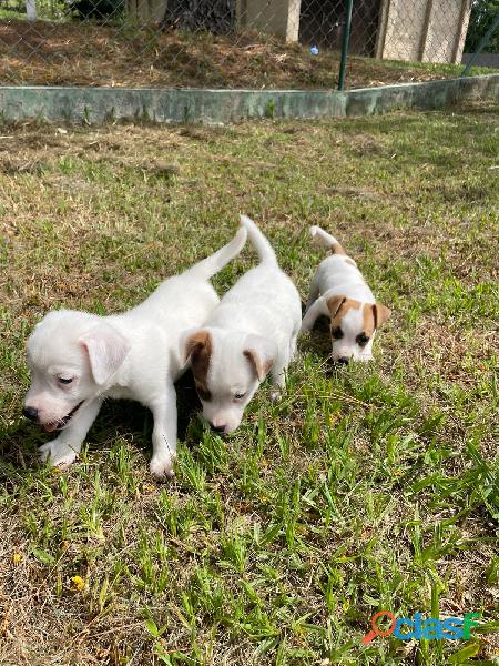 RENATA FILHOTES:SUA MELHOR OPÇÃO EM CÃES DE RAÇA.CÃES