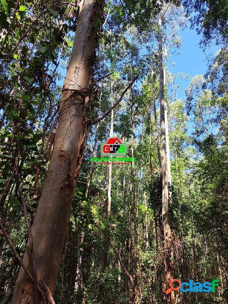 Floresta de eucalipto próximo a Atibaia