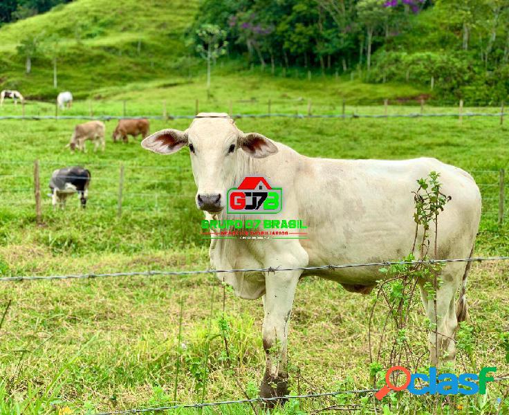 Fazenda próximo a Dutra em Pindamonhangaba